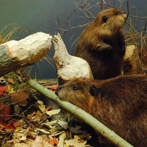 Primăria Brașov va construi un centru de informare despre castori cu fonduri europene