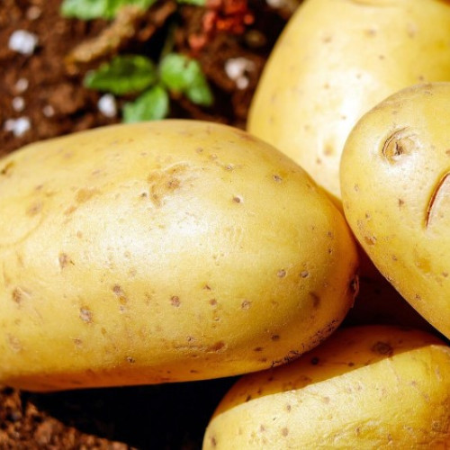 Guvernul a aprobat modificări ale ajutoarelor pentru producția de cartof de consum