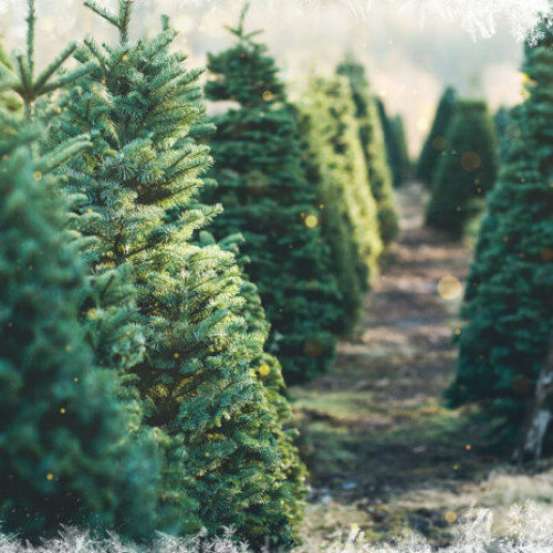 Sezamo lansează livrarea brazilor de Crăciun pentru sărbători