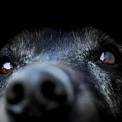 Problema iluminatului public în parcul pentru câini de pe strada Răsăritului din Cluj-Napoca