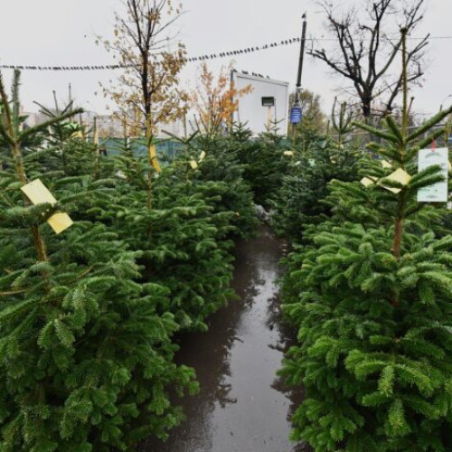 Primăria Sectorului 6 deschide trei piețe de brăzi duminică