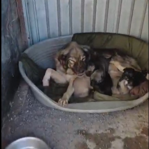 Poliția din Galați caută stăpânul unei cățelușe abandonate împreună cu puii