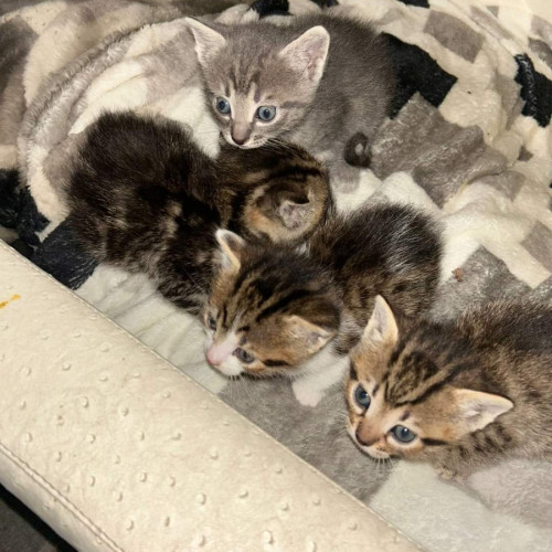 Apeluri pentru ajutor din partea iubitorilor de animale în Galați