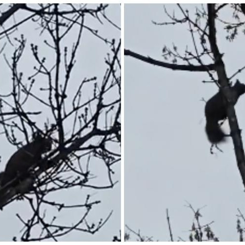 Veverițe jucăușe surprinse în Gheorgheni de o clujeancă