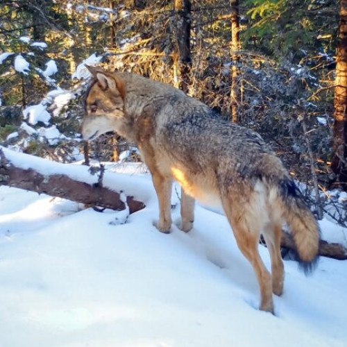 Documentarul România sălbatică, difuzat de Ziua Națională a României pe Discovery