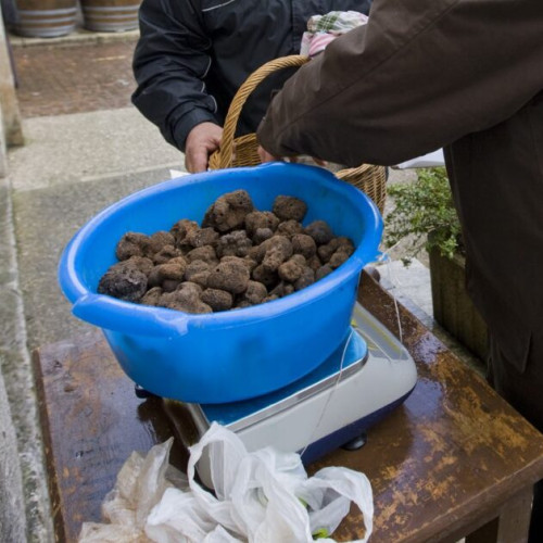 Trufele românești, în pericol din cauza braconajului