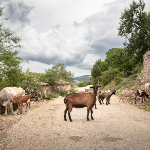 Animalele dotate cu emițători vor ajuta la prezicerea fenomenelor naturale
