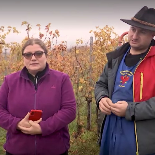 O familie din Botoșani reînvie dealurile comunei Frumușica printr-o podgorie de succes