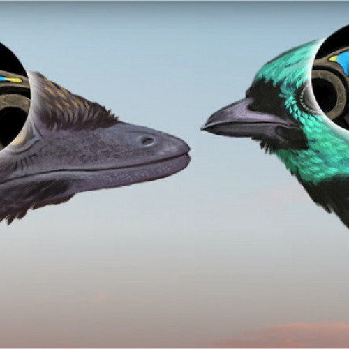 Descoperirea unei fosile din Brazilia oferă noi perspective asupra evoluției păsărilor