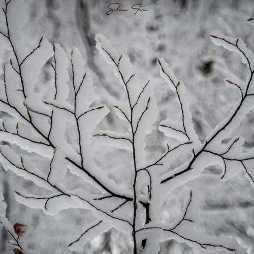 Prognoză meteo: Estimări pentru perioada 2-15 decembrie