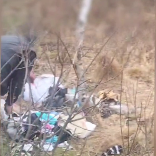 Trei bărbați amendați pentru aruncarea de gunoi în fondul forestier din Zărnești