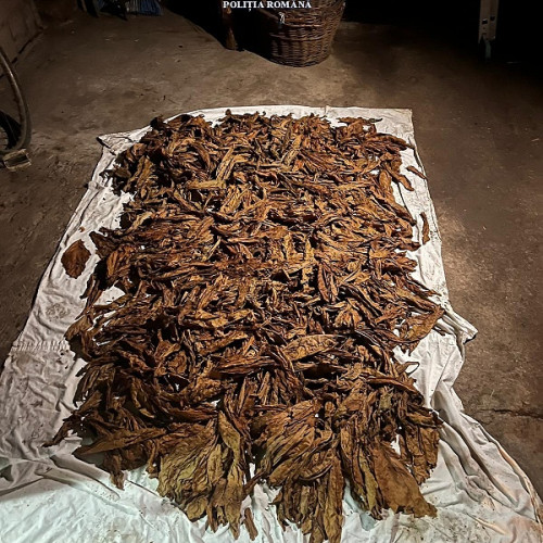 Acțiune a poliției la Tășnad împotriva traficului ilegal de tutun