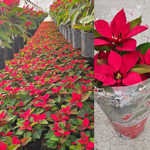 Gorjenii sunt invitați să aducă spiritul sărbătorilor în casele lor cu „Crăciunița 2024”