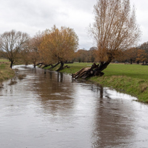 Pesticide care ucid albinele, descoperite în 85% din râurile din Anglia