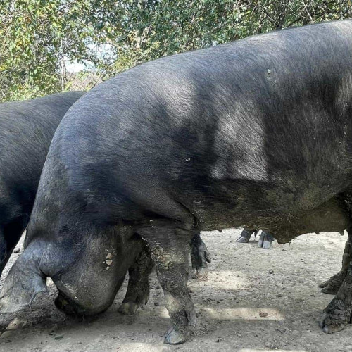 DSVSA Alba avertizează consumatorii privind examenul trichineloscopic