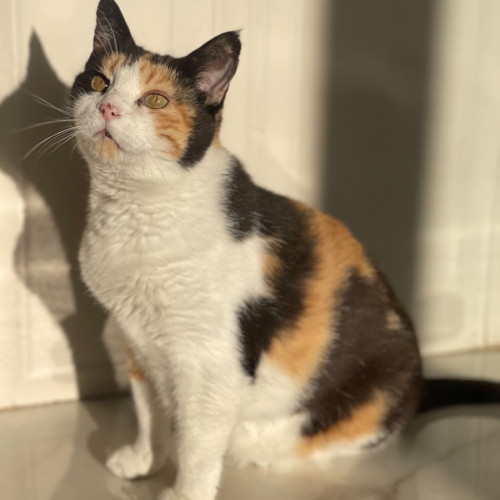 Pisica dispărută în I.C. Frimu, căutată de stăpână