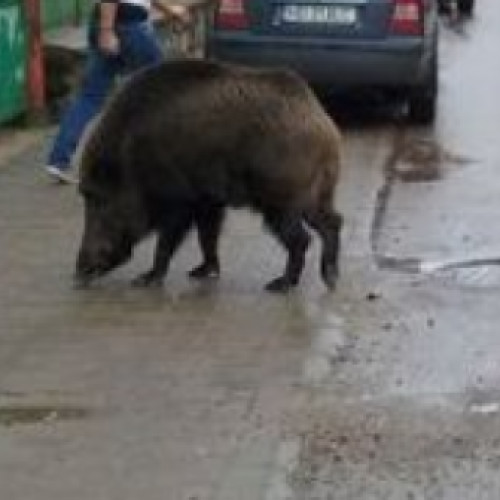 Întâlniri neobișnuite cu porci mistreți în Cluj