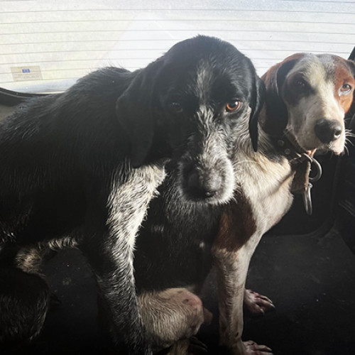 Câini pierduți, returnați proprietarilor din Bulgaria de către poliția din Băneasa