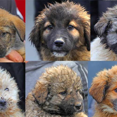 Adopție câini comunitari la adăpostul din Constanța