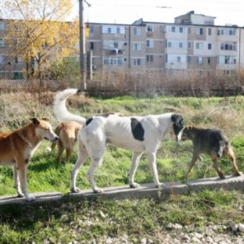 Clujenii de pe strada Septimiu Mureșan se plâng de câini vagabonzi