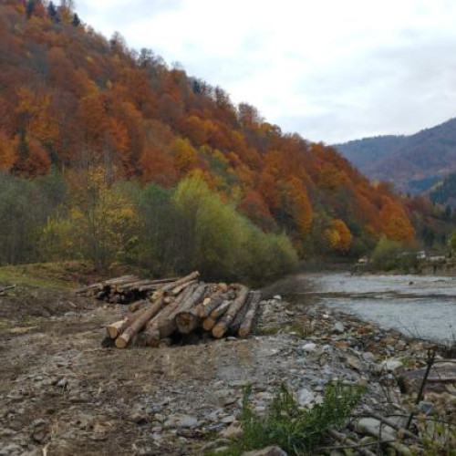 Garda Forestieră Cluj aplică amenzi pentru tăieri ilegale de arbori