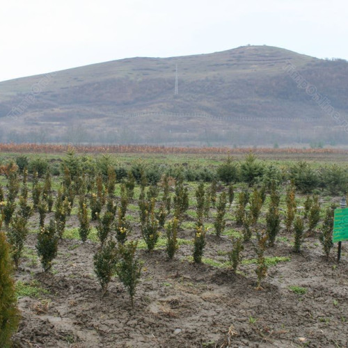 Cereri de ajutor de stat pentru împăduriri în cadrul PNRR