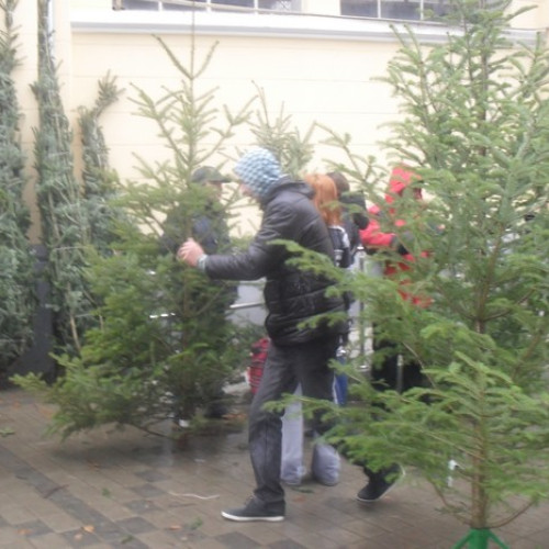 Romsilva vinde peste 18.000 de pomi de Crăciun în sezonul sărbătorilor