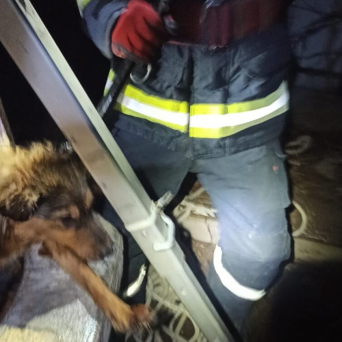Câine salvat dintr-o fântână de pompieri în Baranca