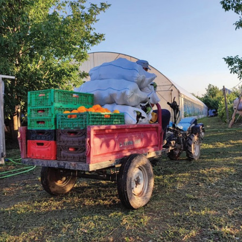 Mariana Pojar și familia sa, o poveste de succes în legumicultură