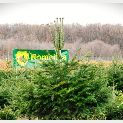 Romsilva oferă peste 18.000 de pomi de Crăciun în sezonul sărbătorilor de iarnă