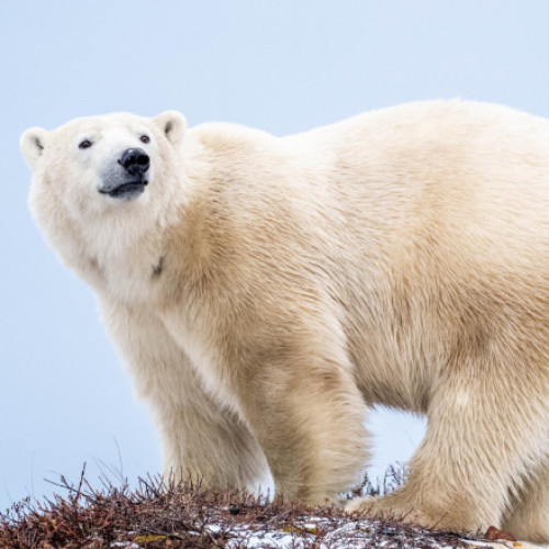 Un bărbat din Canada a sărit pe un urs polar pentru a-și salva soția