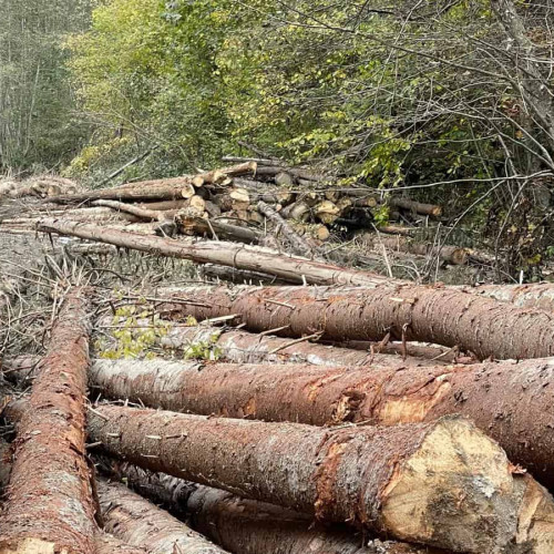 Acțiune împotriva tăierilor ilegale de arbori în județul Alba