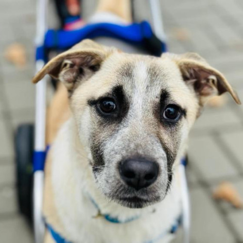 Căutarea unui cămin pentru un câine special din Cluj în pragul sărbătorilor