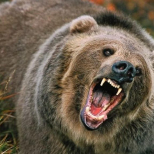 Tribunalul Brașov respinge cererea de suspendare a autorizărilor de recoltare a animalelor sălbatice