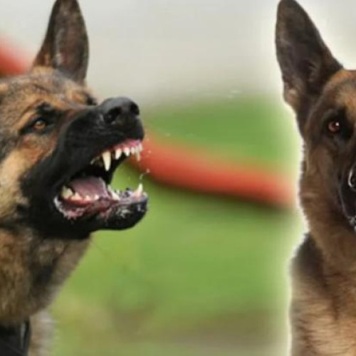 Atac al unui ciobănesc german în zona Casei de Cultură a Studenților