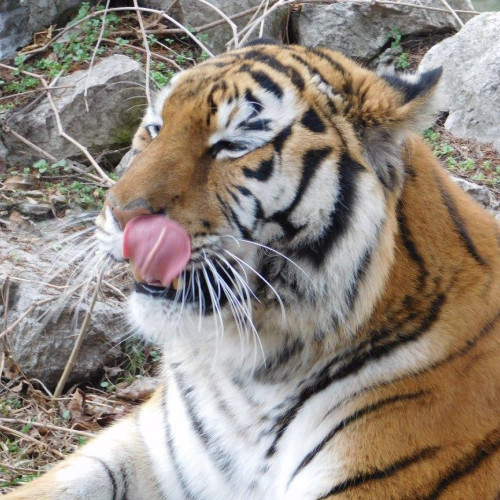 Incident tragic la Grădina Zoologică Pitești: un îngrijitor a murit după ce a fost atacat de un tigru