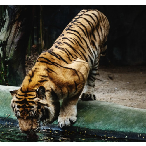 Incident tragic la Grădina Zoologică Pitești: un angajat a intrat în cusca unui tigru