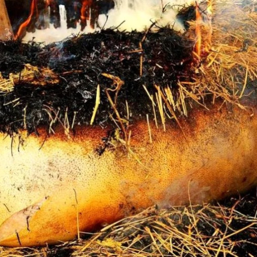 Măsuri de siguranță pentru tăierea porcului de Crăciun la Botoșani