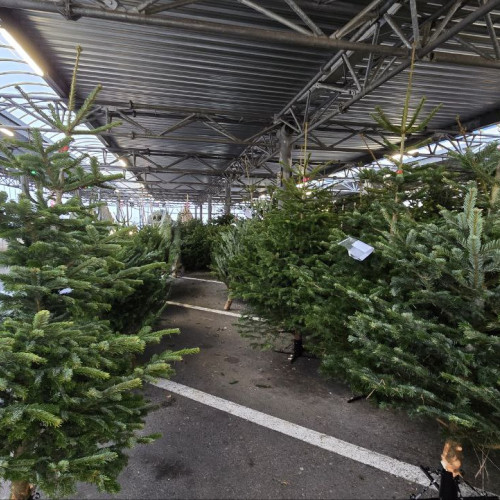 Brazii de Crăciun din 2024: Prețuri accesibile pentru toate buzunarele