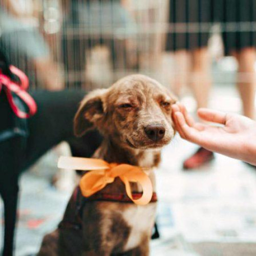 Cum să adopți un câine: ghid pentru viitorii stăpâni