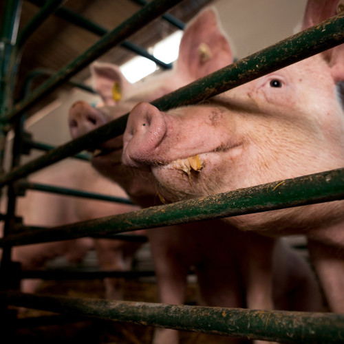 Avertisment al inspectorilor sanitar-veterinari: carnea de porc din gospodării este interzisă la vânzare