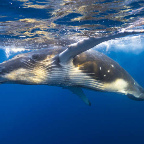 O balena cu cocoșa a realizat o migrație record de 13.000 km