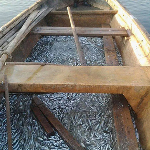 Suprafața de ape maritime închiriată pentru activități de acvacultură și piscicultură pe o perioadă de 20 de ani