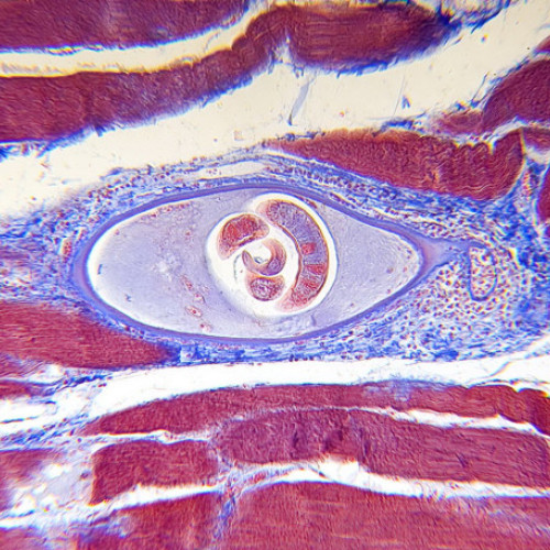 Recomandări ale DSP Bihor pentru prevenirea trichinelozei în perioada Sărbătorilor de Iarnă
