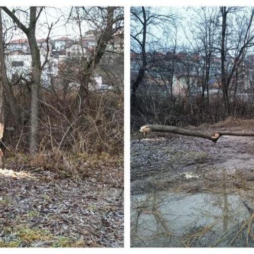 Un castor muncitor face valuri în Baciu