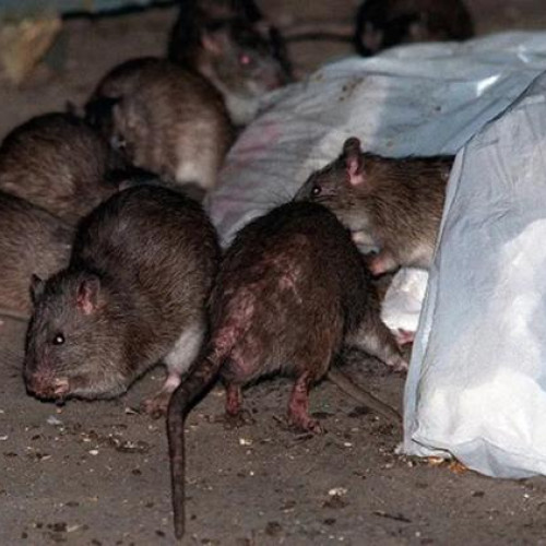 Revolta clujenilor din zona Piața Gării din cauza gunoielor