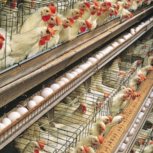 Ordonanță de Urgență pentru prelungirea termenelor de investiții în fermele de porci și păsări