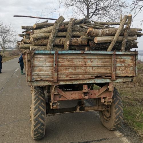 Identificarea unui bărbat suspect de furt de material lemnos în județul Constanța