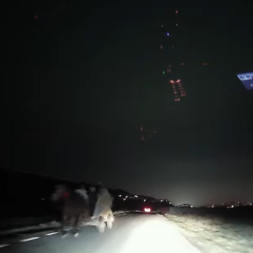 Sofer din Cluj, speriat de o caruta nesemnalizata pe drum