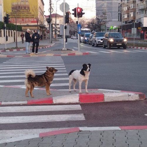 Atragem atenția asupra efectelor negative ale zgomotelor pirotehnice asupra animalelor